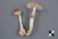 Amanita porphyria image